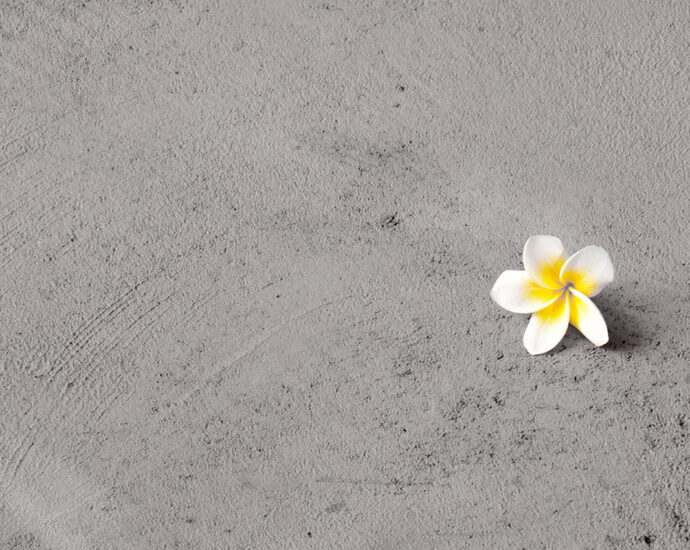A lone white and yellow frangipani flower on a cement floor.
