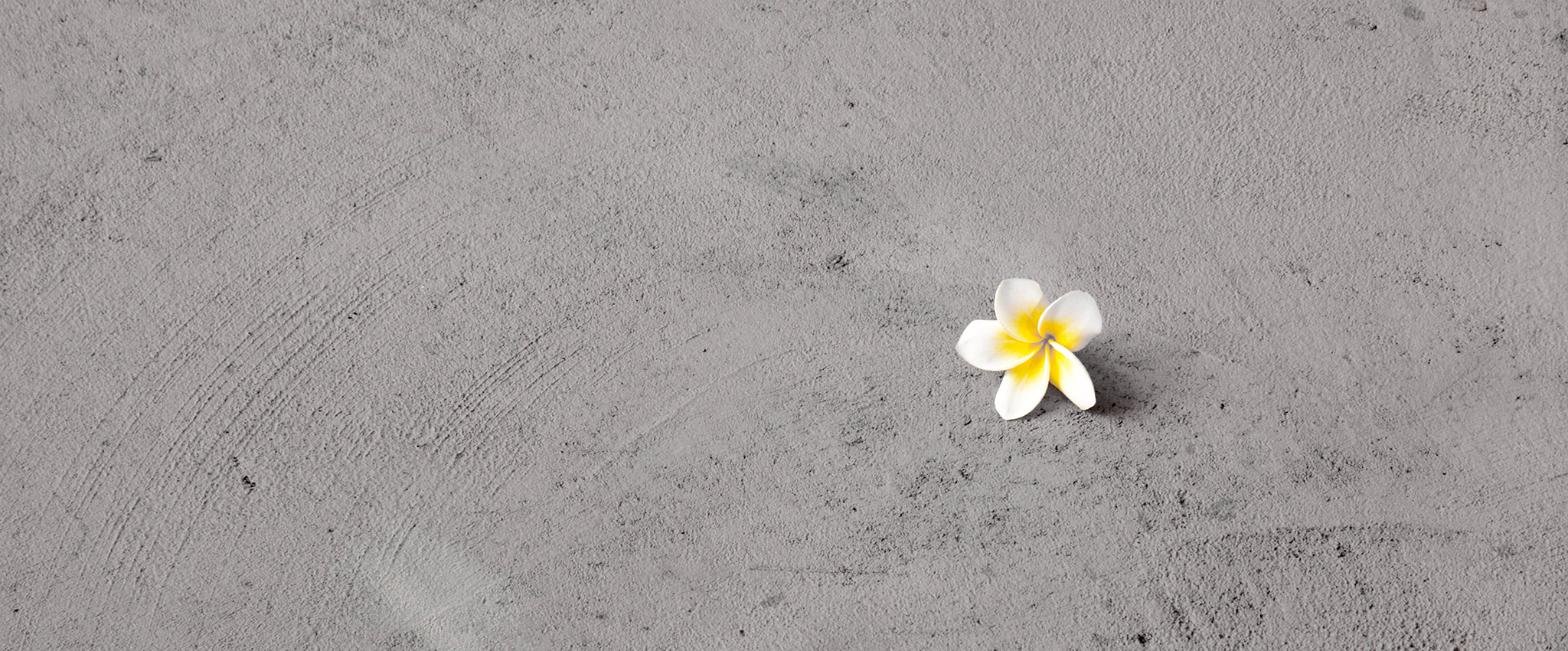 A lone white and yellow frangipani flower on a cement floor.