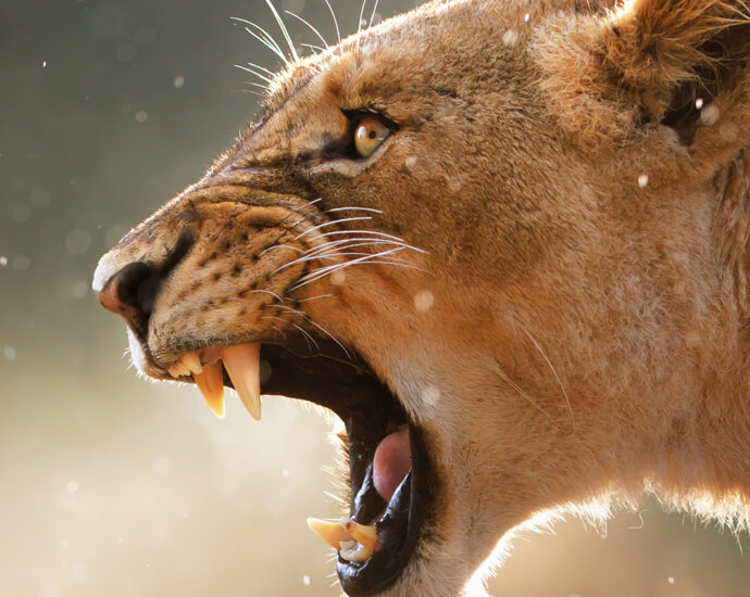 Close-up of a lioness, open-mouthed, roaring, teeth bared in the light rain.