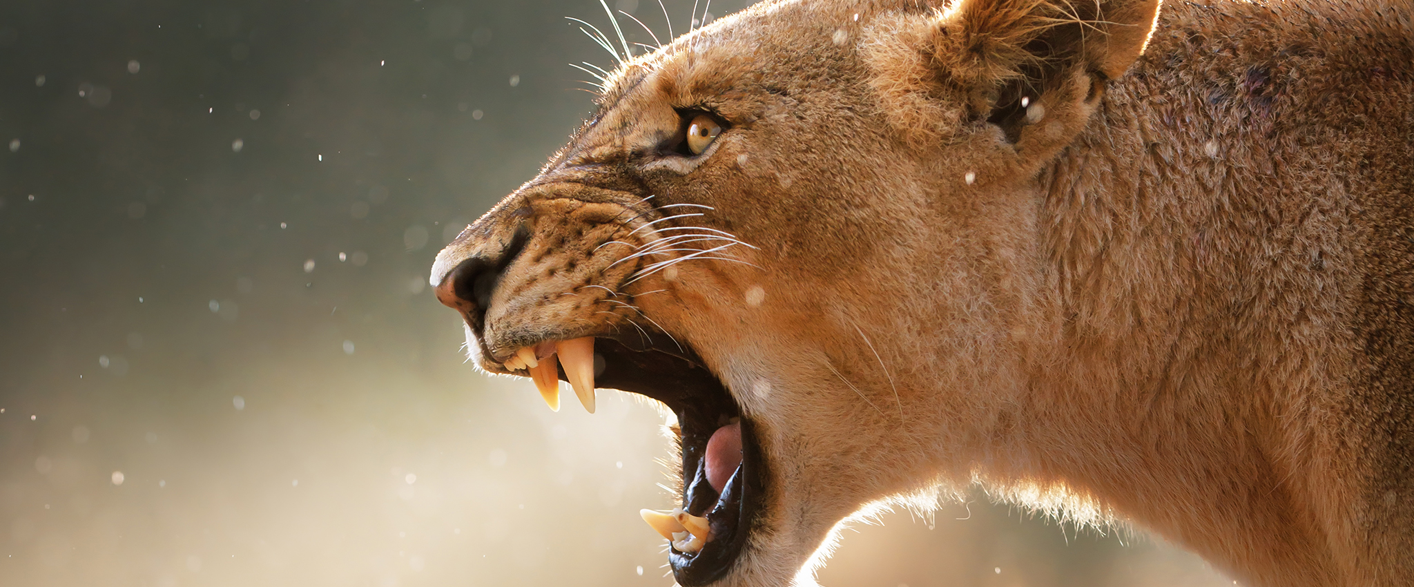 Close-up of a lioness, open-mouthed, roaring, teeth bared in the light rain.