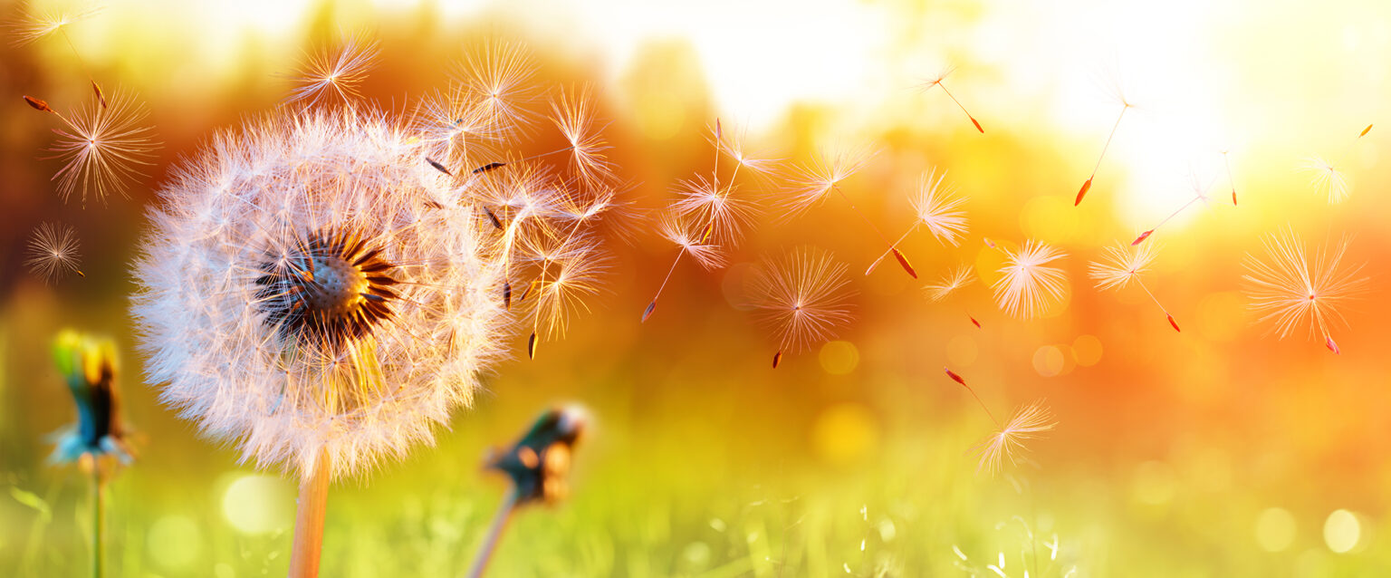 A golden background highlights a dandelion field at sunset. In the foreground, a dandelion releases its seeds to float on the wind. Two immature dandelion buds are unfocused but visible behind it.