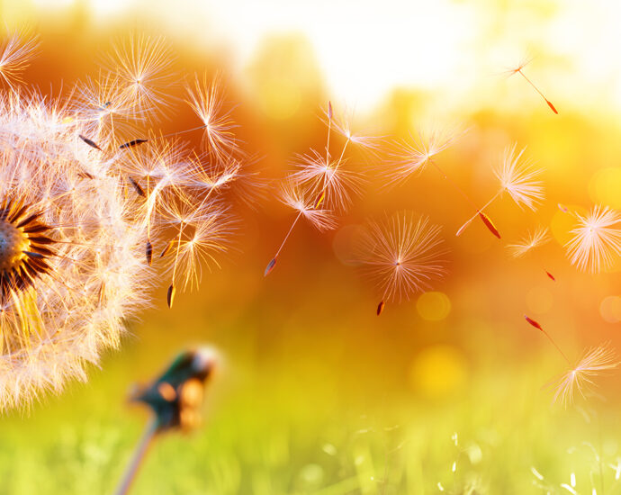 A golden background highlights a dandelion field at sunset. In the foreground, a dandelion releases its seeds to float on the wind. Two immature dandelion buds are unfocused but visible behind it.