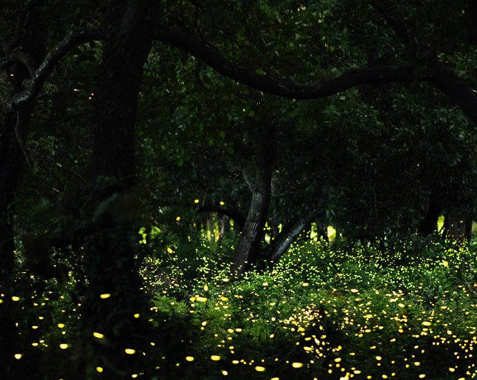 Hundreds of golden fireflies illuminate a night scene amongst tall grass in a thicket of trees. Photo taken in a forest in Thailand.
