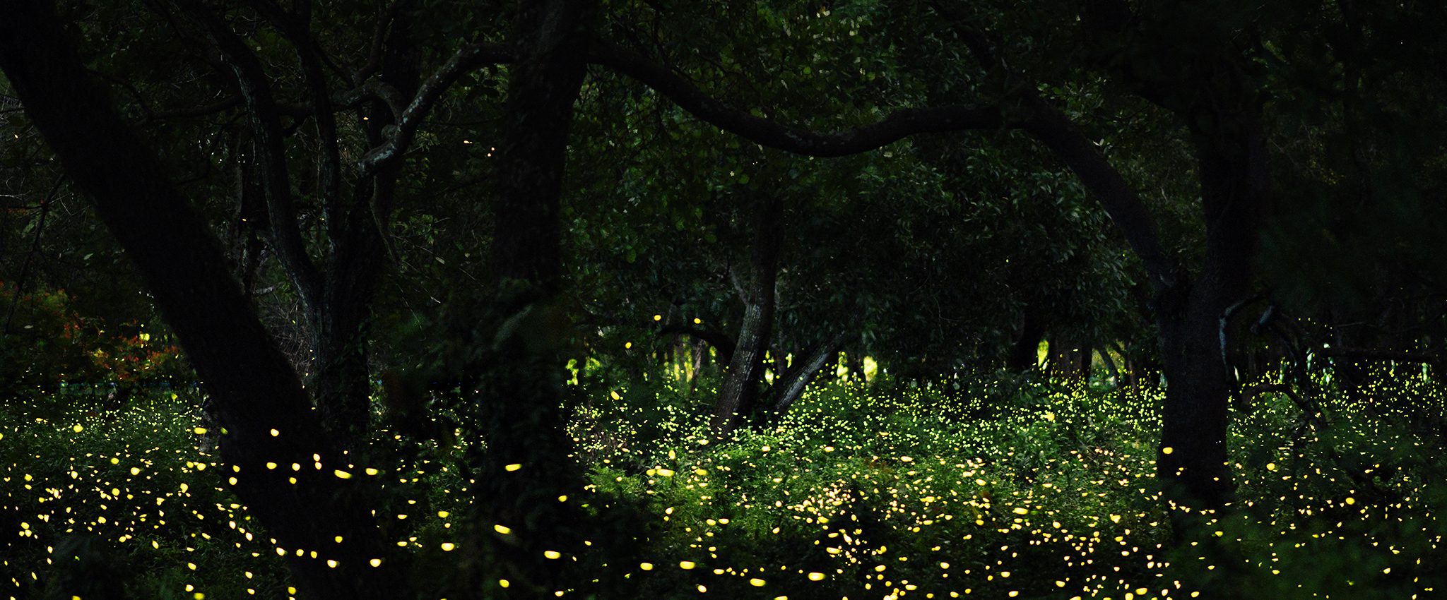 Hundreds of golden fireflies illuminate a night scene amongst tall grass in a thicket of trees. Photo taken in a forest in Thailand.