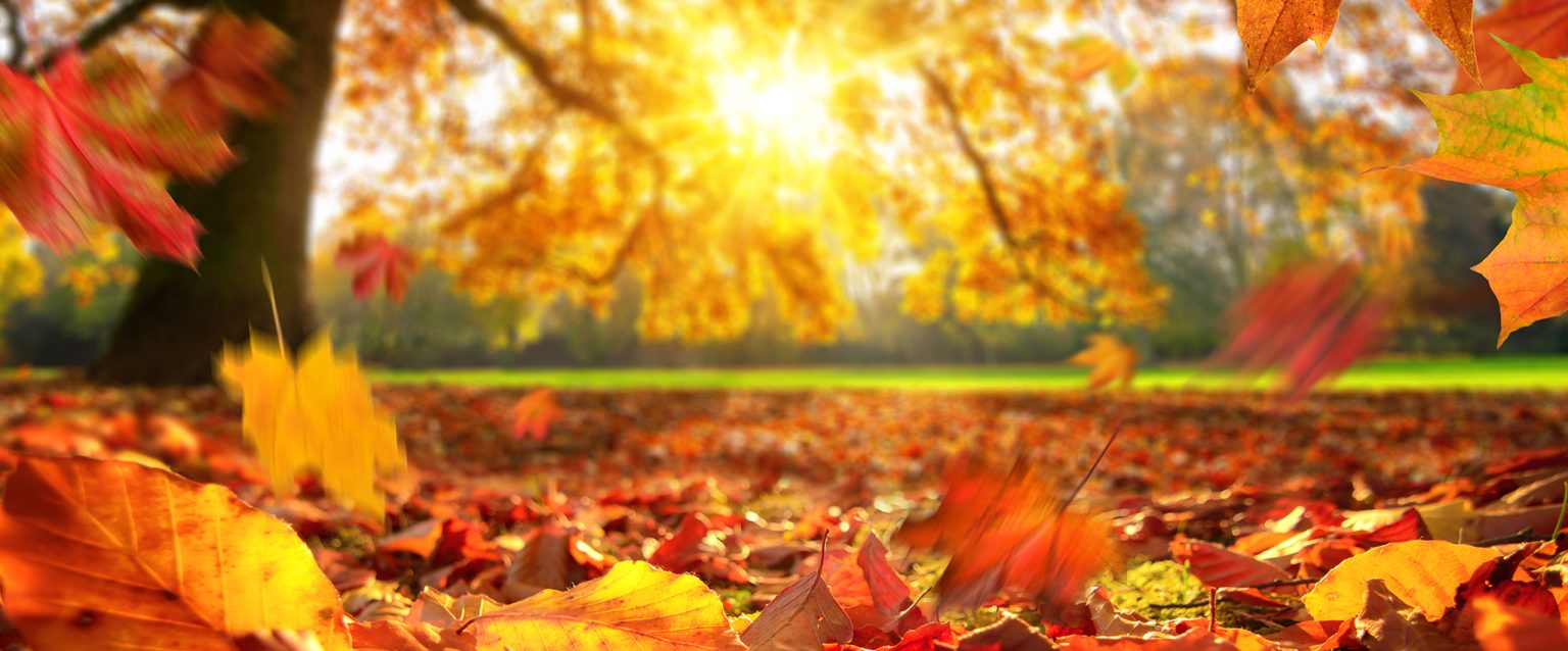Autumn leaves falling on the ground in a park