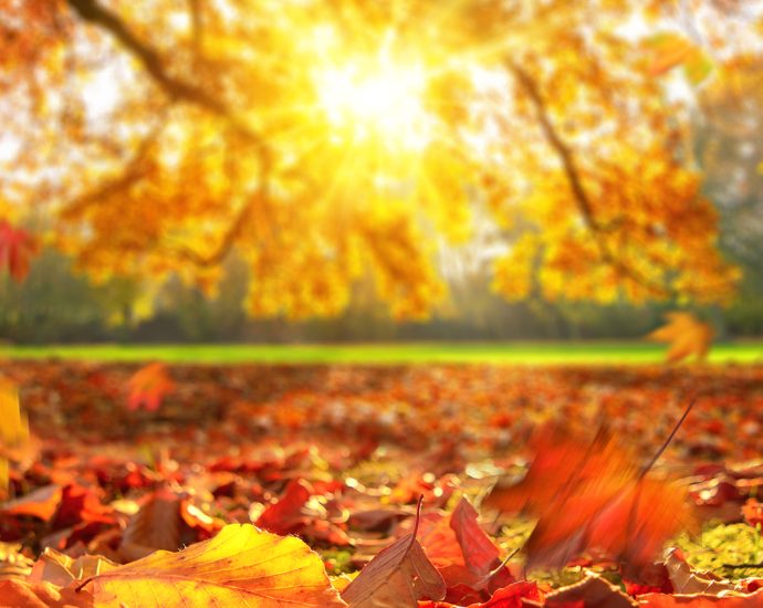 Autumn leaves falling on the ground in a park