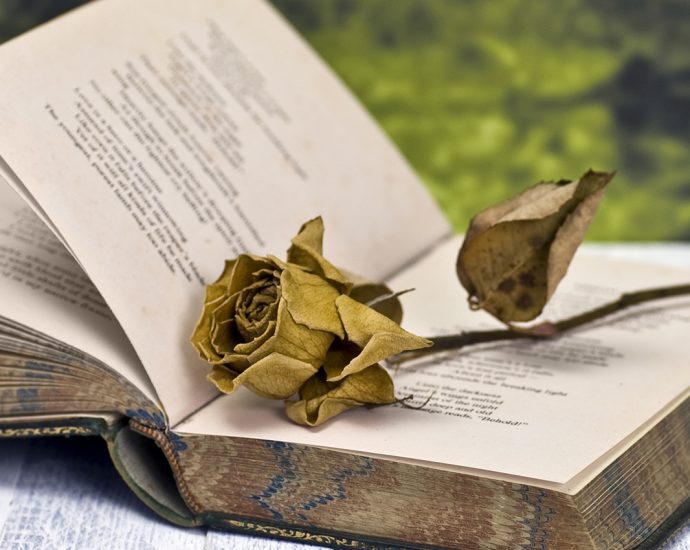 Open vintage book with a dried rose resting on its pages, outdoors against a green background