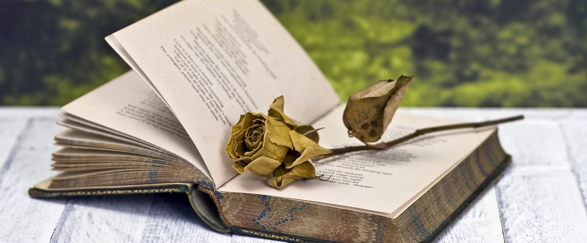 dreamstime_18492196-2048x850 | E.L. Redwine Open vintage book with a dried rose resting on its pages, outdoors against a green background